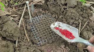 Red Elderberry Propagation from Seed In Situ Forest Method [upl. by Nylatsirhc]