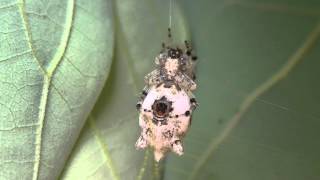 Cyclosa Trashline Female Spider ā™€ Araneidae [upl. by Beichner808]