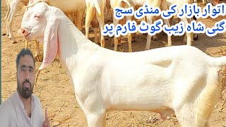 Sunday market market decorated people reached Shahzeb Goat Farm to buy goats of Qurbani 2025 [upl. by Aubyn]