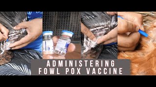 how to administer fowl pox vaccine [upl. by Abas823]