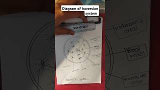 Diagram of haversian system drawing art easydrawing [upl. by Aym109]