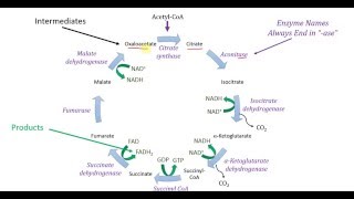 The Citric Acid Cycle is Central to Aerobic Metabolism [upl. by Kreiner936]