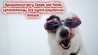 Ophalamicsurgery Canine and Feline ophthalmology 3rd eyelidconjunctival diseases [upl. by Ahterahs]