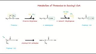 Metabolism of Threonine to Succinyl CoA [upl. by Icyac]