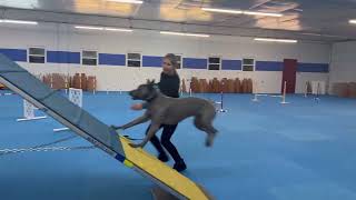 Thai Ridgeback Dog “Yunga”  Agility Training Class [upl. by Blodget681]