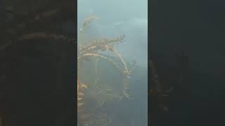 Huge Stingray off the coast of Kaikoura NZ underwater nature stingray [upl. by Crofton]