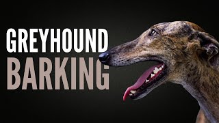 Greyhound Dogs Barking SFX Greyhound Barking Noise Effect [upl. by Thorin792]