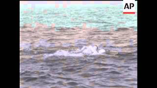 CROSS CHANNEL SWIM [upl. by Clayson]