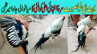 Expensive Mianwali Jawa Murga  Pakistani Mianwali Jawa Aseel Rooster  Aseel Game Fowl Rooster [upl. by Ojiram]