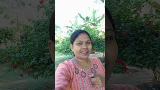 youtubshortvideoaami ke tumar song [upl. by Moffat]