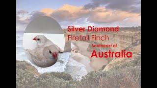 Diamond 🔥Firetail  Australian Finch  MaleFemale Identification amp Complete Details [upl. by Laural]