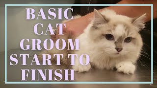 How to Groom a Cat  Basic groom start to finish [upl. by Akinuahs335]