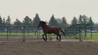 Fourwinds Moor Treasured purebred Irish Draught filly [upl. by Asimaj]