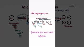 Microsporogenesis  Sexual Reproduction in flowering plants  biocules  NEET [upl. by Aronel255]