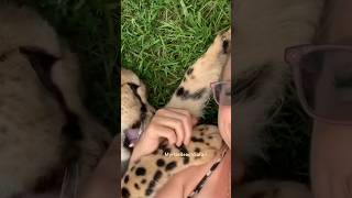 Volume up 🔊 cheetah [upl. by Lotsirhc743]