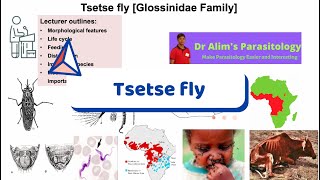 The Silent Assassin Tsetse Flies and the Secret of Sleeping Sickness Full lecture [upl. by Nnayrb]