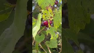 scuppernongwild grapes Muscadine whateverjust give me a ride home in 28 days from now 🍷🍷🍷🍷 [upl. by Mcdowell]