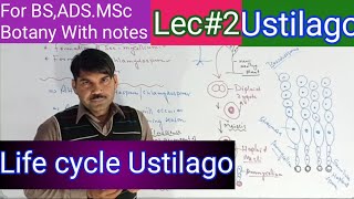 life cycle of Ustilago 1 [upl. by Jaquith]