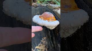 Polypore 💧 guttation fungi sensory asmr [upl. by Olvan959]