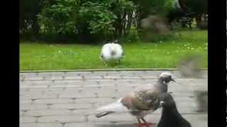 Seagull devours sparrow [upl. by Asyral]