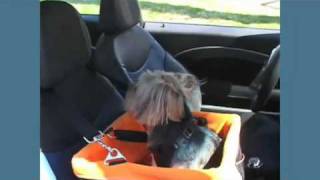 Collapsible Pet Booster Car Seat by Kurgo [upl. by Ymer]