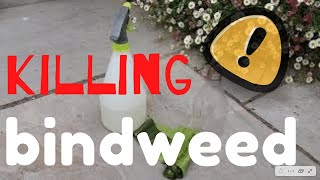 Killing BINDWEED  The SIMPLE way bindweed [upl. by Kampmeier]