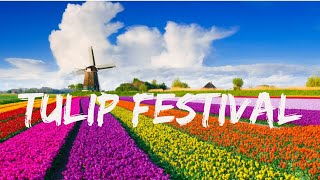 5000 subscriber special Tulip festival l Holland Michigan l USA l Lake Michigan l Drone footage [upl. by Johnston]