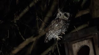 Screech Owl in flight September 27 2024 [upl. by Eedrahs]