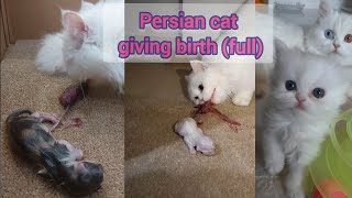 Persian Cat  Giving birth [upl. by Idnis]