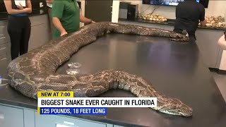 Largest Burmese python in Florida history discovered in the Everglades [upl. by Drummond]