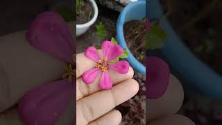 Zinnia flower ll Plant gardern nature shortvideo 🌸🌼 [upl. by Yance]