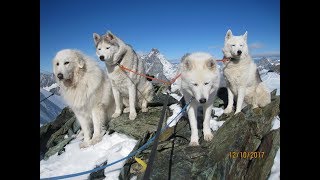 4 Chiens de neige sur les plus hautes pistes des Alpes [upl. by Aicargatla]