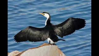 Cormorant Bird Call [upl. by Pember]