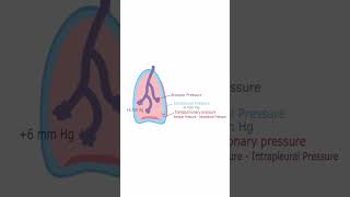 Transpulmonary Pressure  Quick Explanation [upl. by Leibarg]