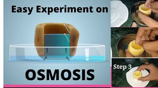 Study Of Osmosis  osmosis experiment at home with potato and sugar solution Easy Experiment [upl. by Atekahs]