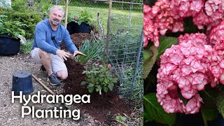 How to Plant a Hydrangea [upl. by Shelli]