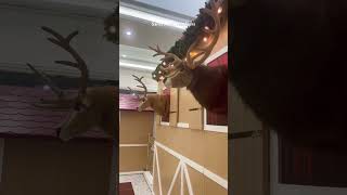 Santa’s jolly reindeer at Westfield Mount Druitt New South Wales westfieldshopping [upl. by Pinto347]