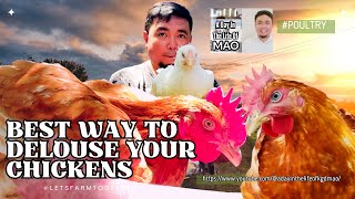 BEST WAY TO DELOUSE YOUR CHICKENS  DELOUSING HOW TO  poultry farmchores [upl. by Enale]