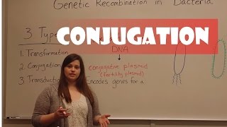 Conjugation in Bacteria [upl. by Cowen]