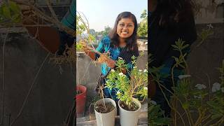 সারাবছর ফুল দেয় বলে কে সদা বাহার বলে ☺️ gardening prakriti pari minivolg 141 [upl. by Doralia]