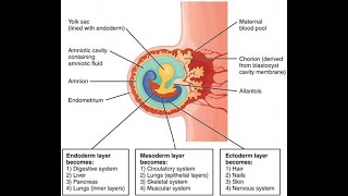 Dr Chikly’s Paradigm Shifts in Embryology PSE  A Clinical and Embodied Embryology Course [upl. by Adachi]