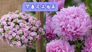 开花量大，花期长。重瓣儿矮牵牛Double Petunia和紫菀 Aster。【莎拉养花】 [upl. by Llen239]