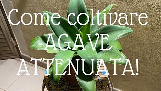 Agave attenuata come coltivare la pianta grassa Foxtail coda di volpe [upl. by Ahsikam]