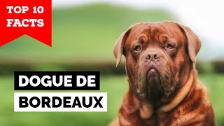 Dogue de Bordeaux  Top 10 Facts [upl. by Akinimod470]