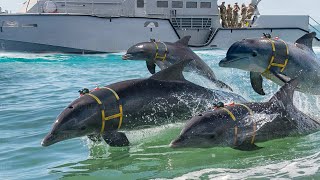 The Crazy Reason Why US Navy is Training an Army of Dolphins [upl. by Thessa]