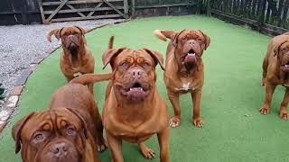 The best dog Dogue de Bordeaux Dogs in slow mo [upl. by Tolkan280]