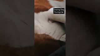 Snoring Dog purrrrring cat [upl. by Cadmann288]