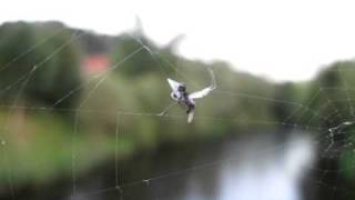 Gnitzen  biting midges Ceratopogonidae [upl. by Charmian]