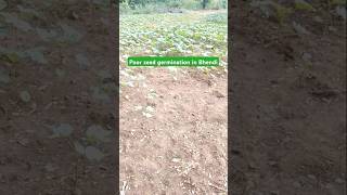 Poor seed germination in Bhendi garden gardening farming [upl. by Davies]