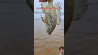 GREEN CHROMIDE FISH LIFE SAVED fishing fish bigfish shorts [upl. by Delfine750]